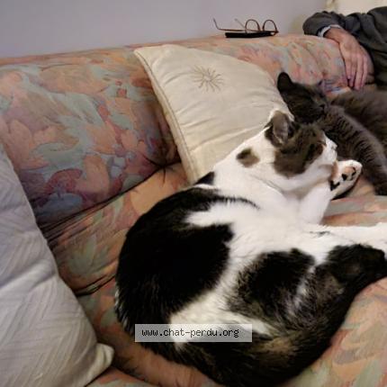 Photo 1/2 Chat retrouvé Perdu à Lebouscat