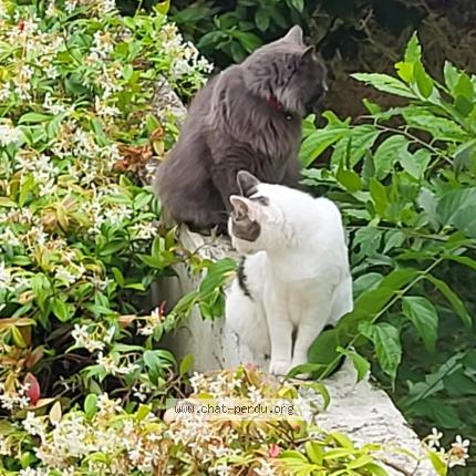Photo 2/2 Chat retrouvé Perdu à Lebouscat