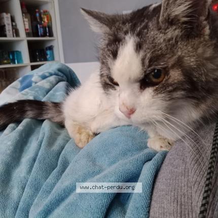 Photo 1/1 Chat trouvé Trouvé à Ymeray
