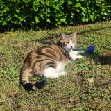 Photo de chat perdu à Plainoiseau