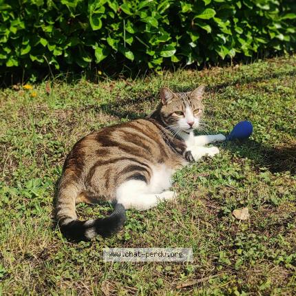 Photo 1/1 Chat retrouvé Perdu à Plainoiseau