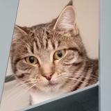 Photo de chat trouvé à Nantes