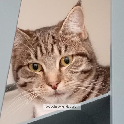 Photo 1/1 Chat trouvé Trouvé à Nantes