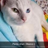Photo de chat perdu à Cherbourg En Cotentin