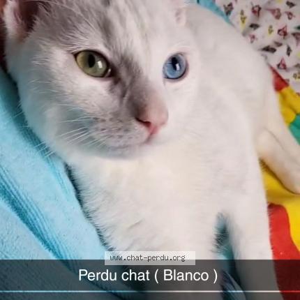 Photo 1/1 Chat retrouvé Perdu à Cherbourg en cotentin