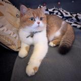 Photo de chat perdu à Creteil