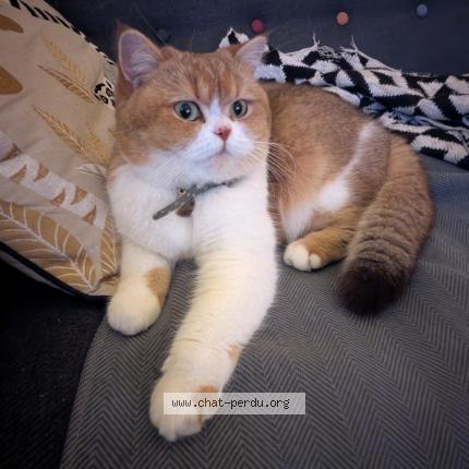 Photo 1/1 Chat retrouvé Perdu à Creteil