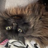 Photo de chat perdu à St Jean De Vedas