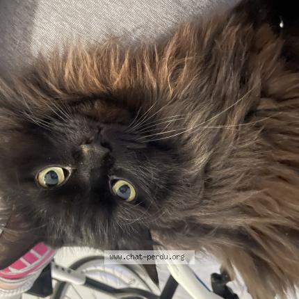 Photo 1/1 Chat retrouvé Perdu à St jean de vedas