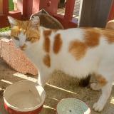 Photo de chat perdu à Urt