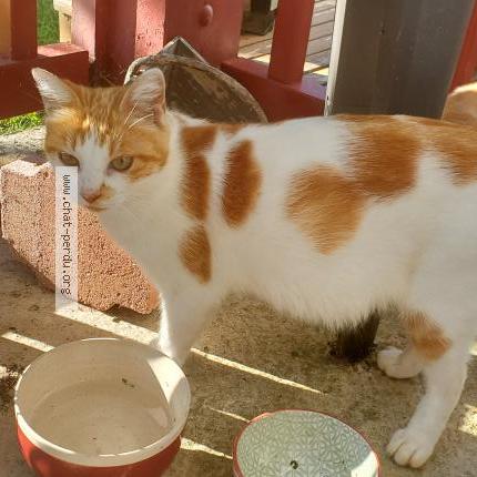 Photo 1/1 Mine Ming Chat perdu à Urt