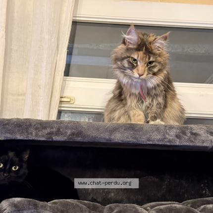 Photo 1/1 zoe Chat perdu à Marseille 05