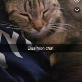 Photo de chat perdu à Paimpol