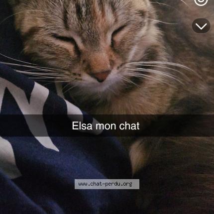 Photo 1/1 Elsa Chat perdu à Paimpol