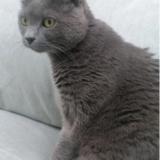 Photo de chat perdu à Doussard