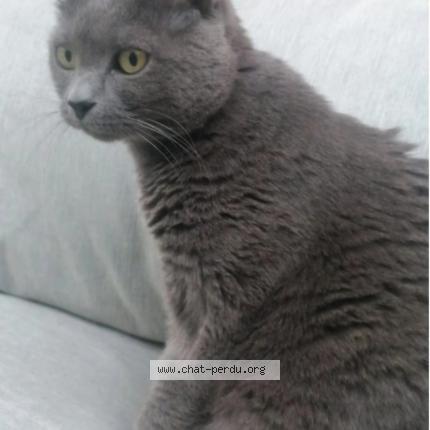 Photo 1/1 Chat retrouvé Perdu à Doussard