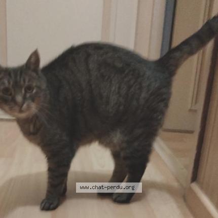 Photo 1/1 Chat retrouvé Perdu à Tourcoing