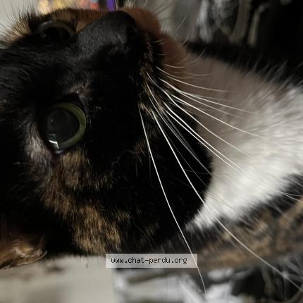 Photo 1/1 Patoune Chat perdu à Nantes