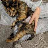 Photo de chat perdu à Lille Hellemmes