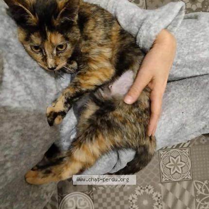 Photo 1/1 Colette Chat perdu à Lille hellemmes