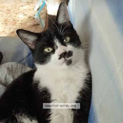 Photo 1/1 Chat retrouvé Perdu à Ille sur tet