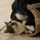 Photo de chat perdu à Mignaloux Beauvoir