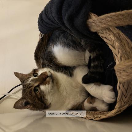 Photo 1/1 Chat retrouvé Perdu à Mignaloux beauvoir