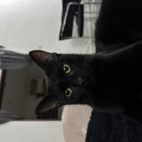 Photo de chat perdu à La Ciotat