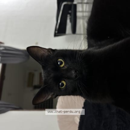 Photo 1/1 Chat retrouvé Perdu à La ciotat