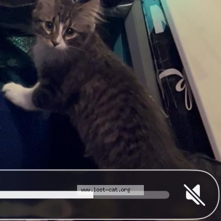 Photo 1/1 Sebastian Chat perdu à Cedar rapids