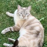 Photo de chat perdu à Tain L Hermitage