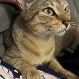 Photo de chat perdu à Donges