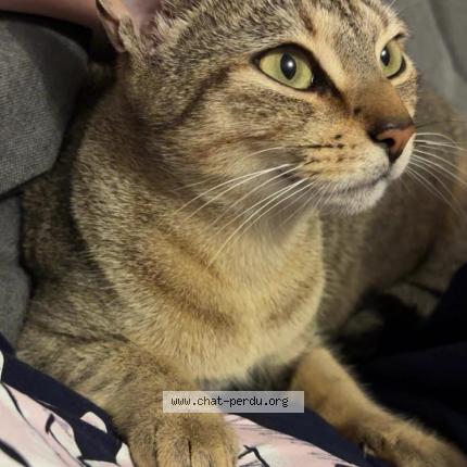 Photo 1/1 Bella Chat perdu à Donges