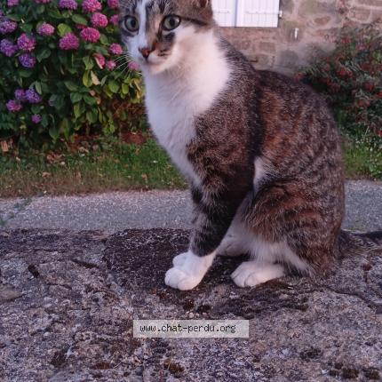 Photo 1/1 Chat retrouvé Perdu à Coueron