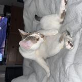 Photo de chat perdu à Loveland