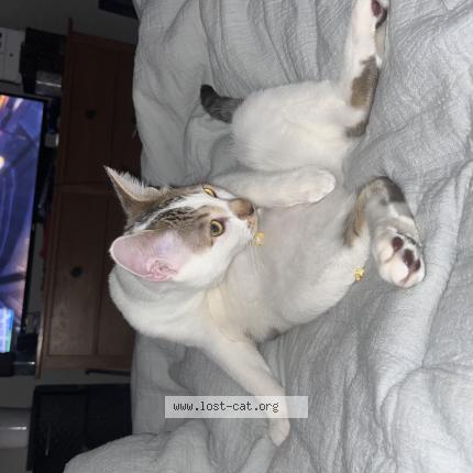 Photo 1/1 Gatito Chat perdu à Loveland