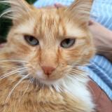 Photo de chat perdu à Le Mans