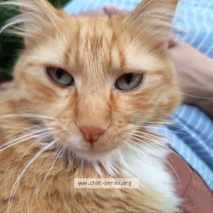 Photo 1/1 Caramel Chat perdu à Le mans