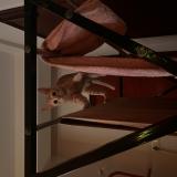 Photo de chat perdu à Bengaluru