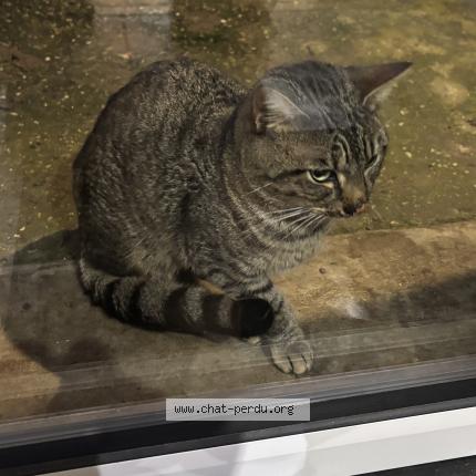 Photo 1/1 Chat trouvé Trouvé à Amiens