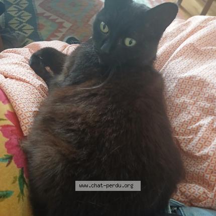 Photo 1/1 Kuro Chat perdu à Angers