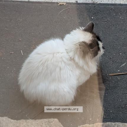 Photo 1/1 Chat retrouvé Trouvé à Plaudren