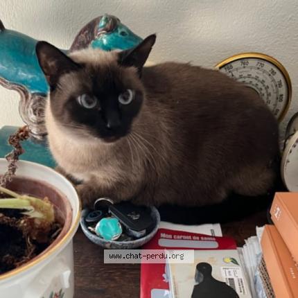 Photo 1/1 Chat retrouvé Perdu à Revest des brousses