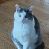 Photo de chat perdu à Contrecoeur