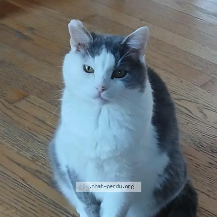 Photo 1/1 Merlin Chat perdu à Contrecoeur