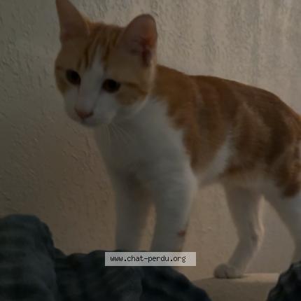 Photo 1/4 Kikouss Chat perdu à Marseille