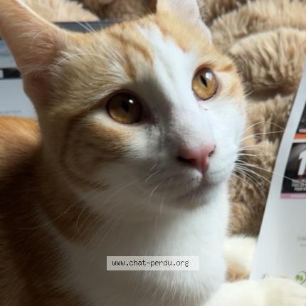 Photo 2/4 Kikouss Chat perdu à Marseille