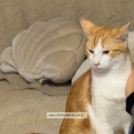 Photo 3/4 Kikouss Chat perdu à Marseille