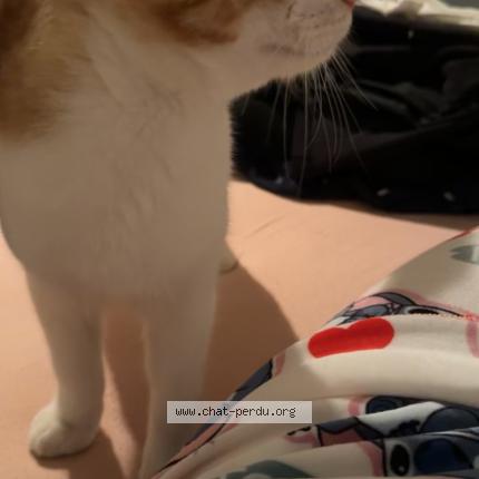 Photo 4/4 Kikouss Chat perdu à Marseille