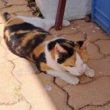 Photo de chat perdu à Yzeure